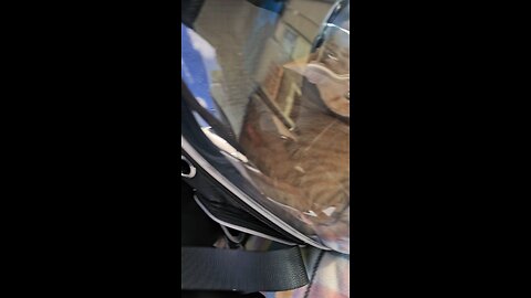 Tiger and Melissa went on a little trip