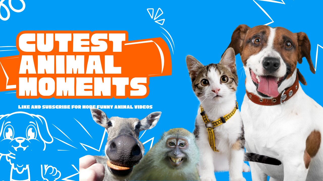 Best Animal Moments
