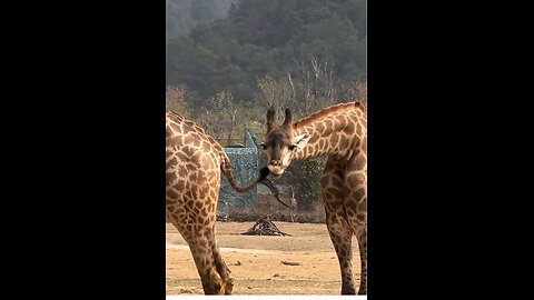 Giraffes actually use their necks to fight