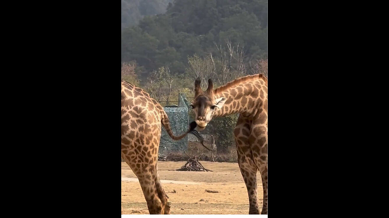 Giraffes actually use their necks to fight