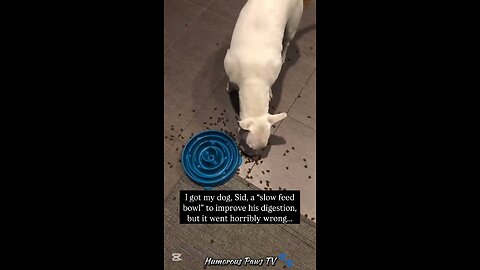 This Is Why Animals Are Better Than TV!
