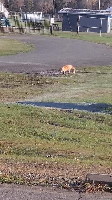 red fox