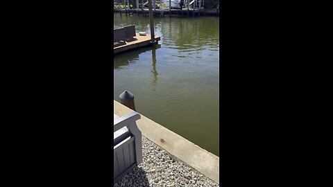 Canal Life | Dolphins Mating PT 2! | 4K