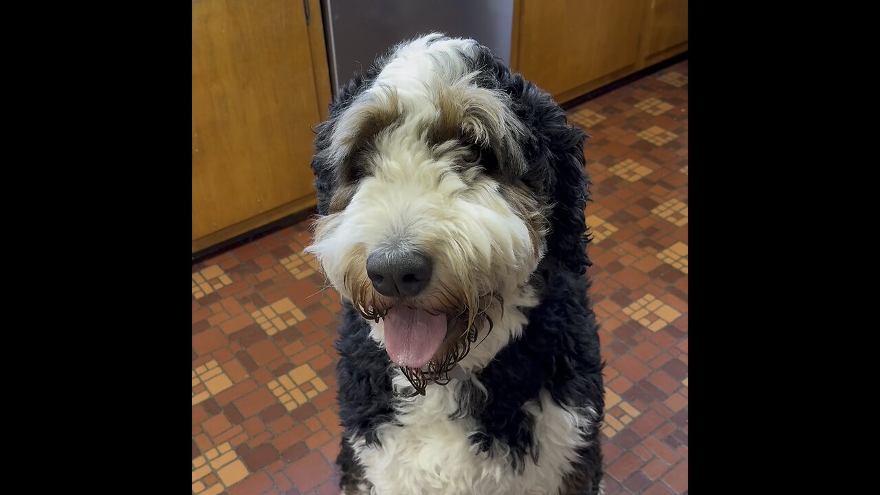 Bernedoodle Gets a Haircut