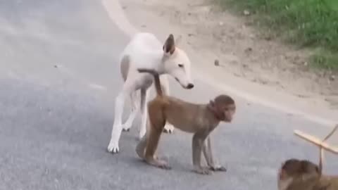 Not Laugh with animals