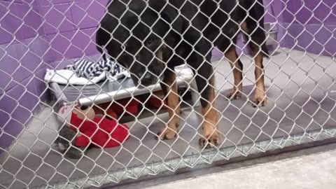 Toby 5y Pet Id 904412 kennel 26 HSSAZ shelter got closer today He used2bark if I got close2025919683