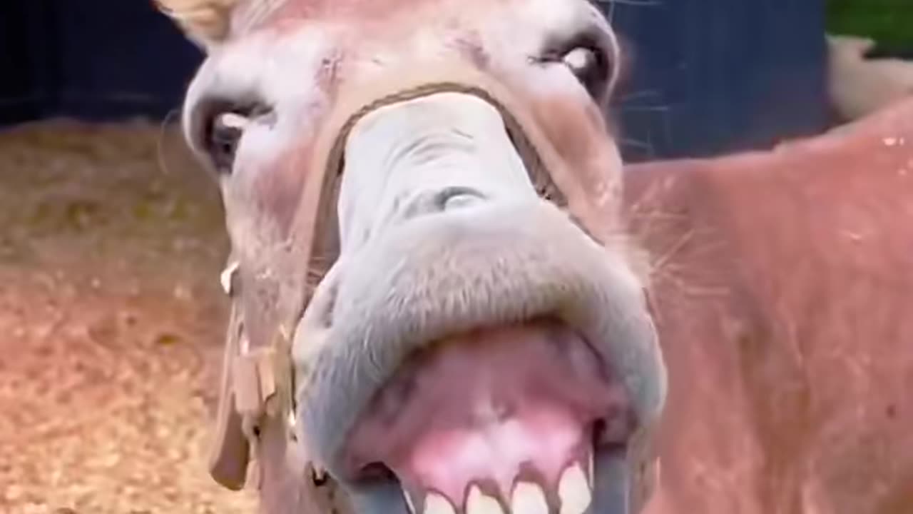 Funniest Animal Moments That Will Make You Laugh