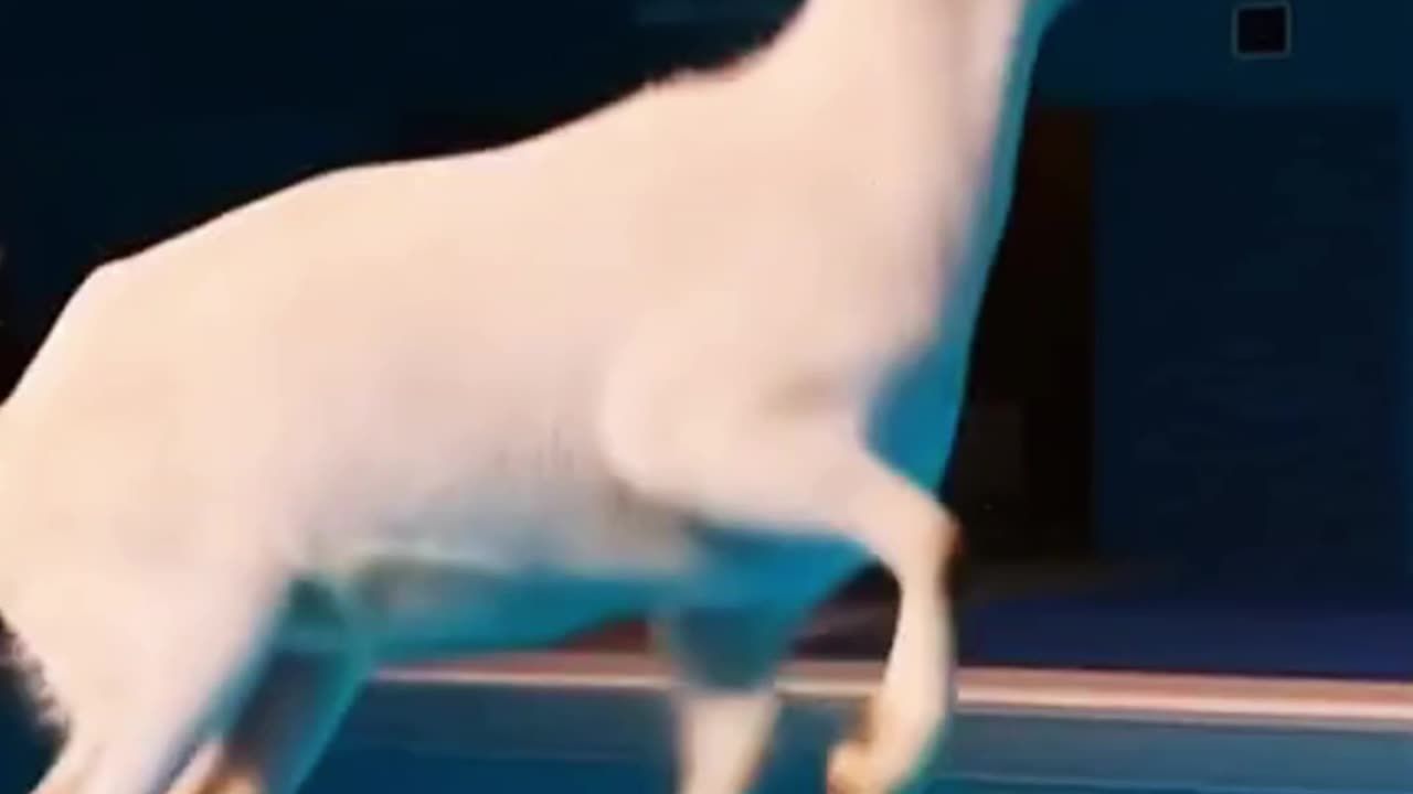 Goats are CRAZY - Animal Olympics