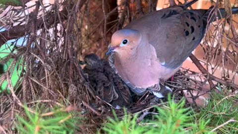 Dove’s Nest