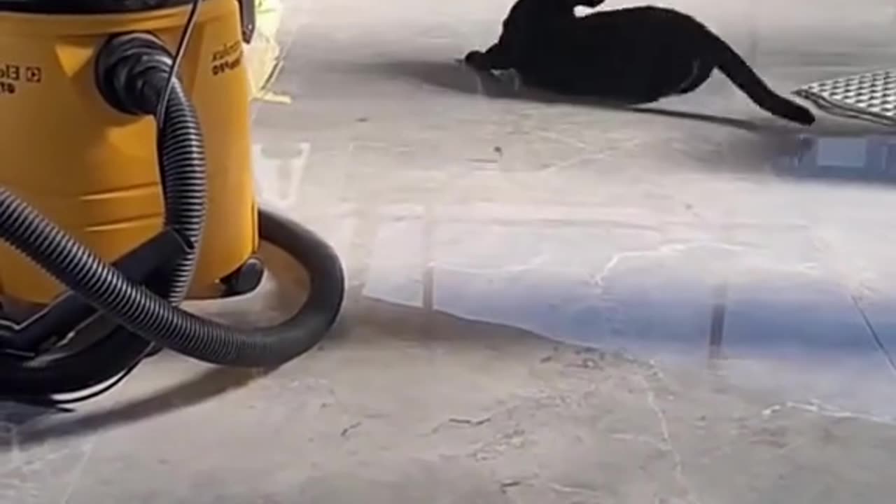 Playing Funny Cats