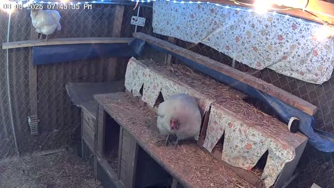 Friday Night Perch Up Cam2