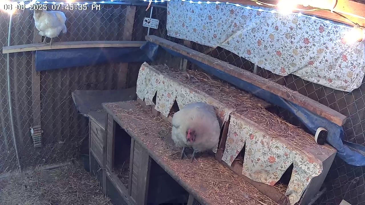 Friday Night Perch Up Cam2