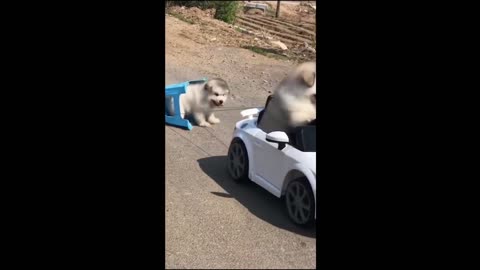 Funny animal videos 2025