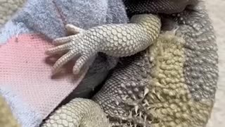 🥰🦎 The Adorable Lizard and His Beloved! | FunFM