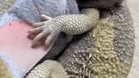 🥰🦎 The Adorable Lizard and His Beloved! | FunFM