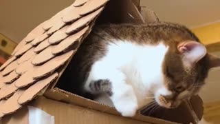 Build it once… your cat will claim it forever. 📦🙀❤️