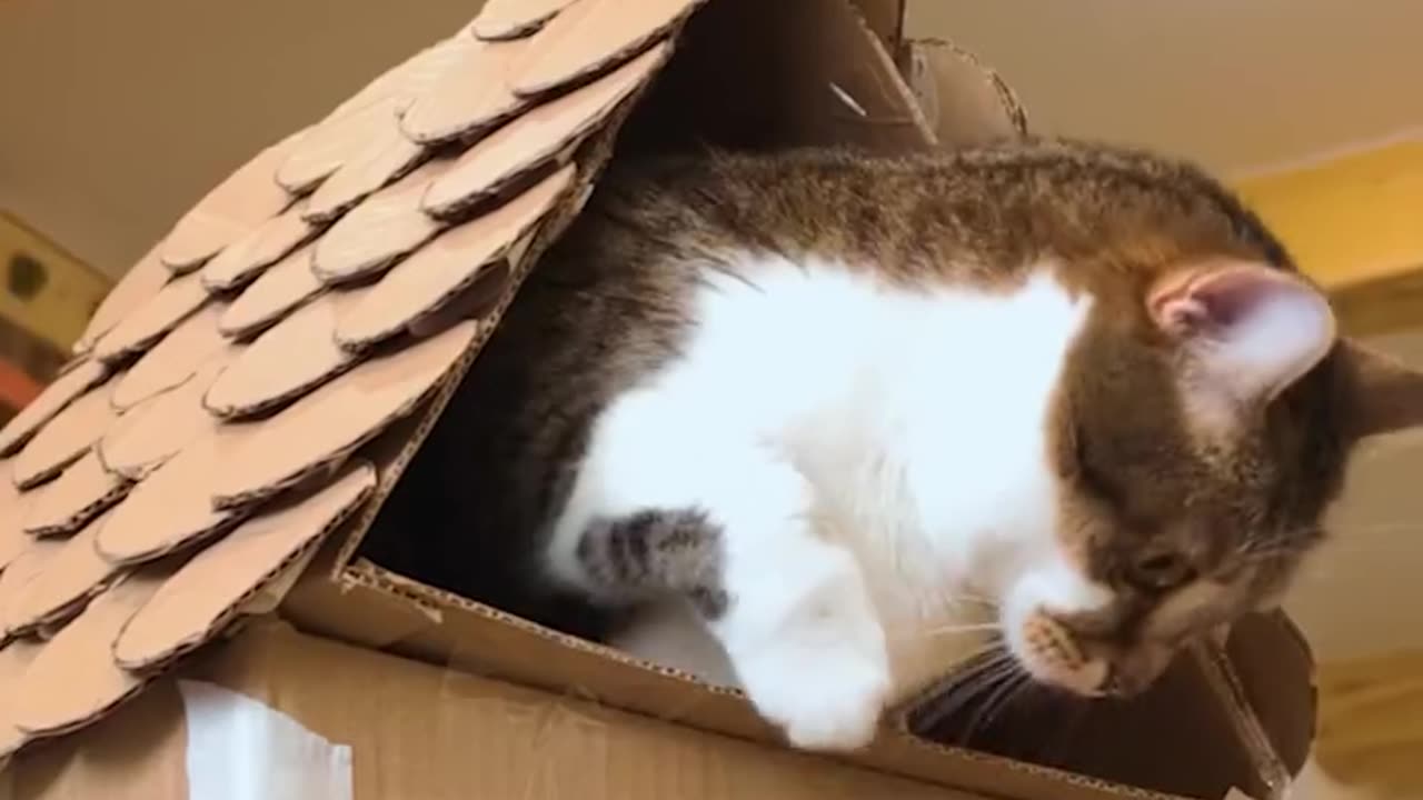 Build it once… your cat will claim it forever. 📦🙀❤️