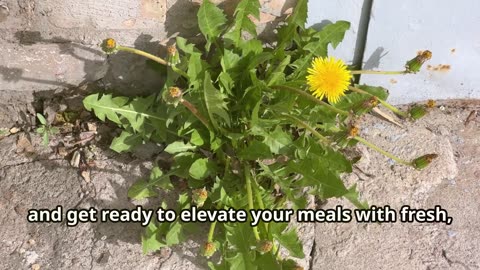 Foraging for Food: 10 Wild Plants You Can Eat Right Now!