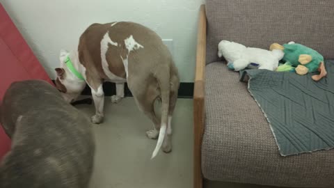 Shasta-grey white head honcho 12y A 872285 Cellan-lighter bashful of duo 11y 872286@TRN20250622_423
