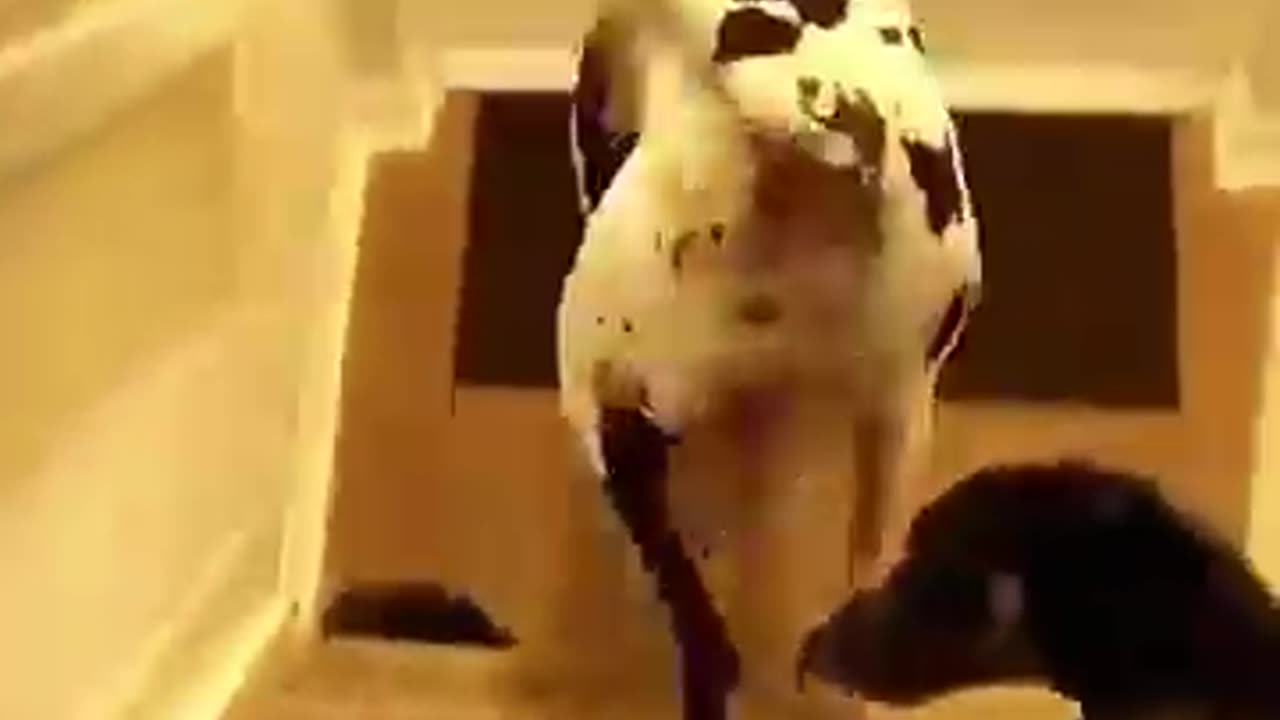 Funyy animals😂😂😂😂