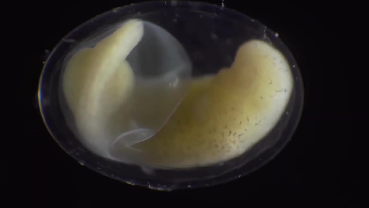 Growth of a salamander from a single cell