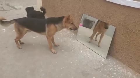 Dog reaction in front of the mirror