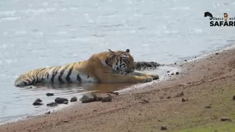 4K | Caught on camera| Tiger territory fight | Animal fight | - Tadoba tiger reserve #viral