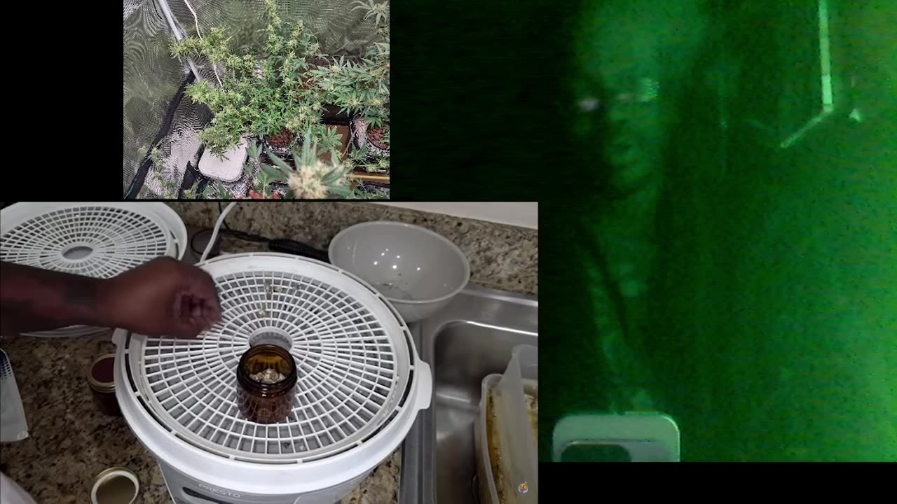 magic harvest review