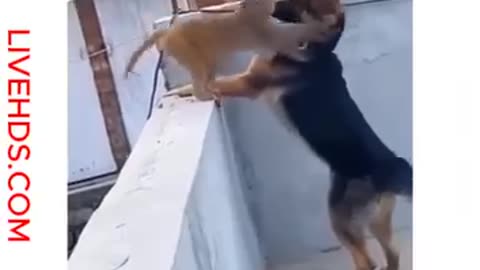 Dangerous animal funny video of the day