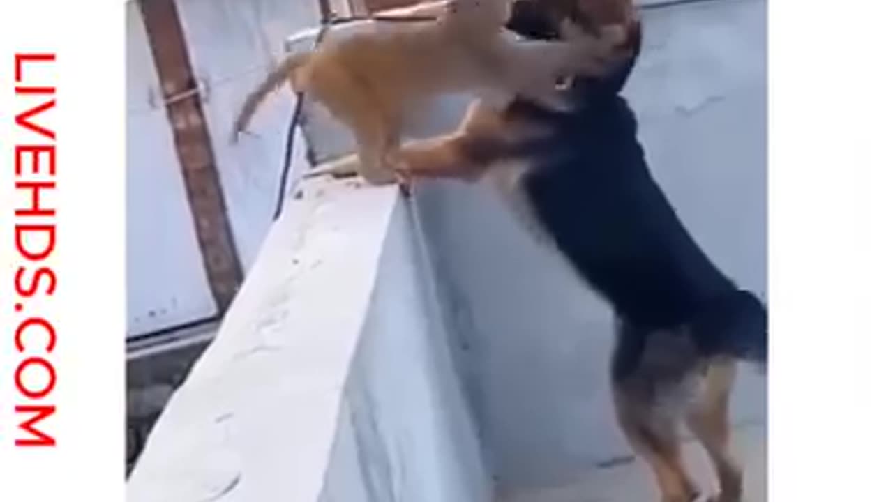 Dangerous animal funny video of the day