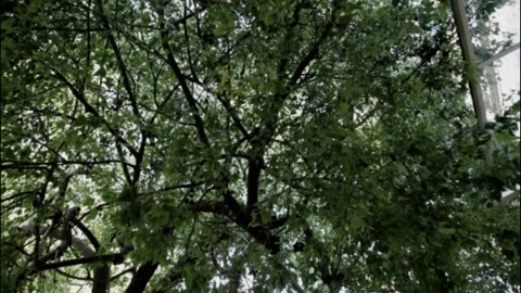 Under a Canopy of Green