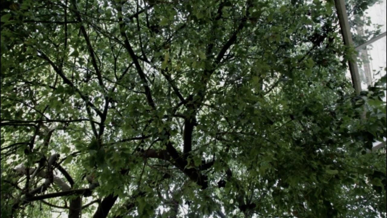Under a Canopy of Green