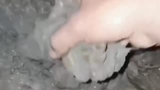 🤯🐝 Wait For The Ending... Wasp Nest Removal Fail! | FunFM