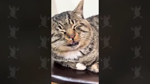 Silliest Cats in world 🤣🤣