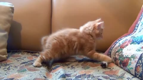 Cute Animal Funny Video Compilation