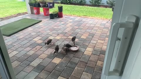The Mottled Ducklings Invade the Porch: 6-15-2025