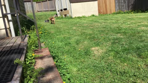 backyard sun