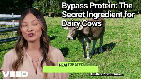 Bypass Protein:The Secret Ingredient for High Producing Cows