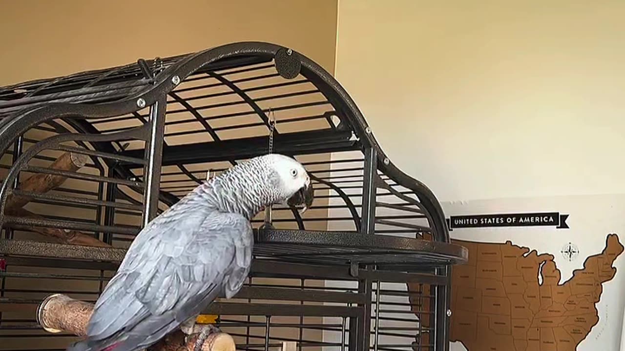 the funniest scene with this parrot hahahaha! 🤣