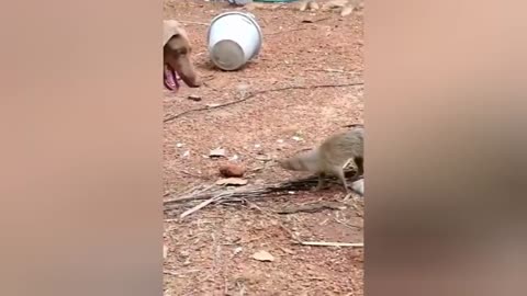 🤣Funny Animals Videos 15🤣