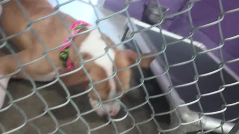 Kuma 1y Pet Id 948375 kennel 24 HSSAZ shelter trying 2 get him 2 use more sense of smell20250711_198