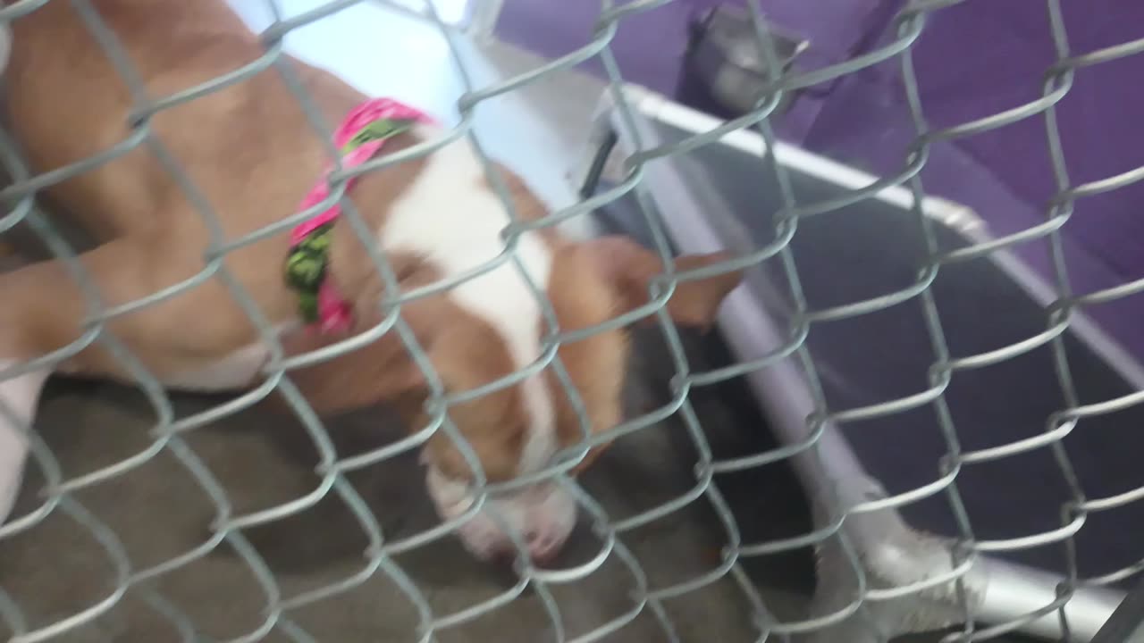 Kuma 1y Pet Id 948375 kennel 24 HSSAZ shelter trying 2 get him 2 use more sense of smell20250711_198