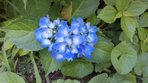 Hydrangea