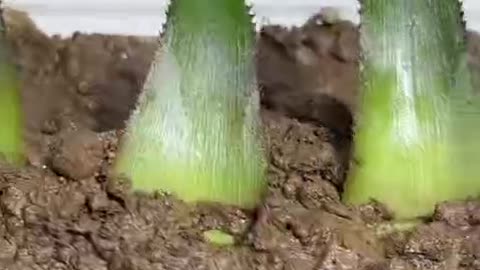How to grow your own Pineapples... 🍍 🍍 🍍