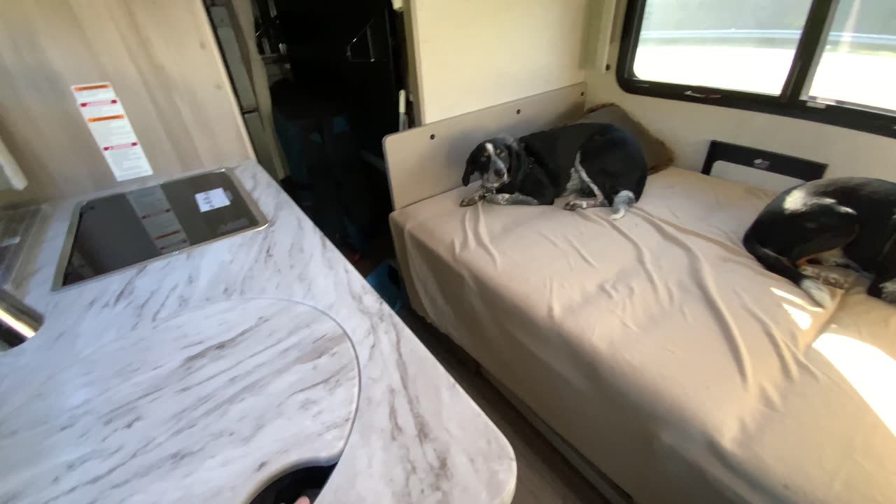 NW NC at The Treehouse 🌳 Annie and Bonham take their first ride in the RV- 2024 Thor Compass AWD