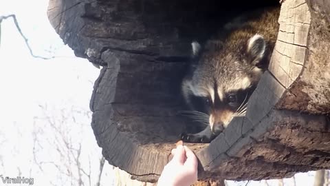 Funny animal videos!