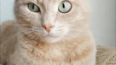 funny cat short😂😂🐱‍👤🐱‍💻🐱‍👓💕💕💕