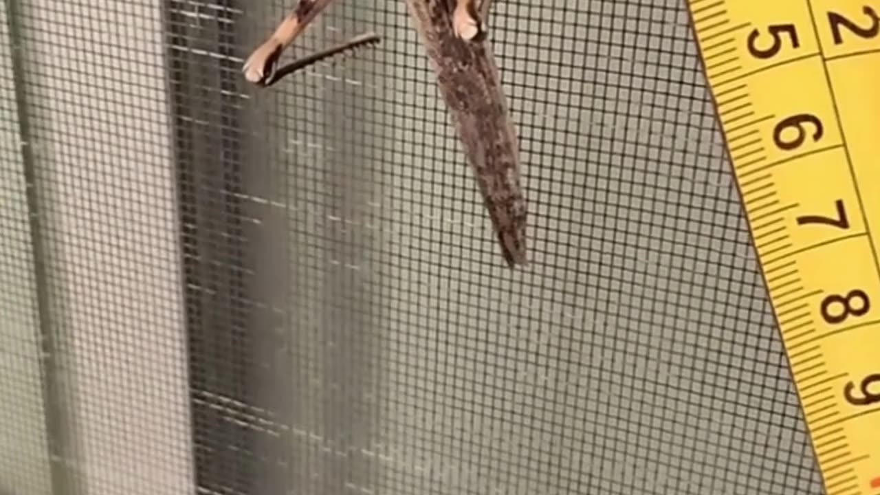 Huge 3-Inch Grasshopper on My Door! 😱 | Nevada Desert Insect
