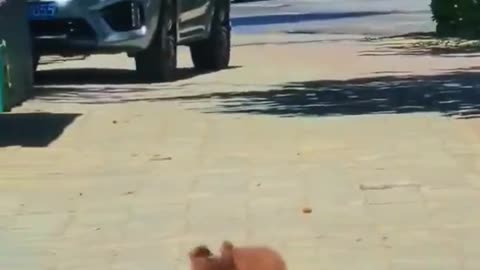 Cute little fella