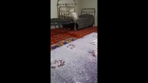 Cool Funny animal videos